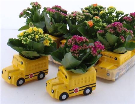 Arr Kamerpl Bus
