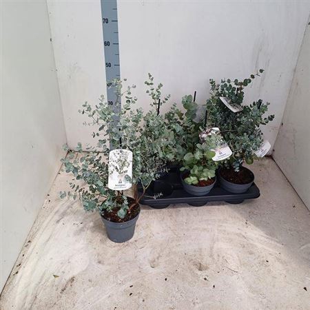 Eucalyptus Gunnii