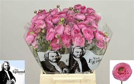 Ran Aazur Li Pink