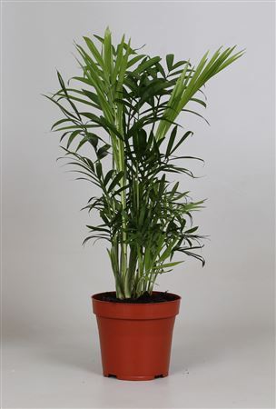 Chamaedorea Elegans