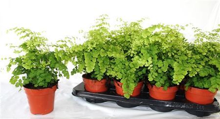 Adiantum Fragrans