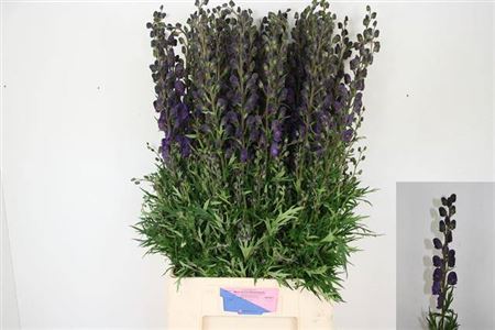 Aconitum Na Pyramidale