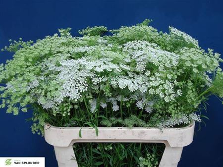 Ammi Majus