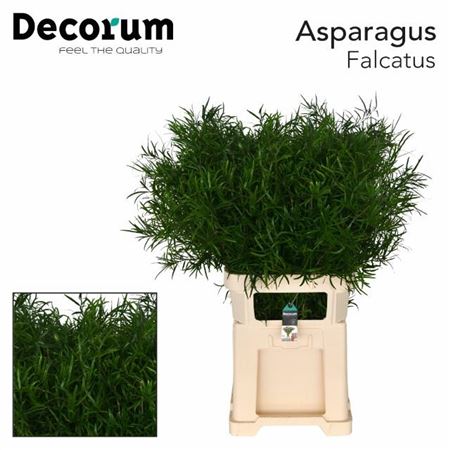 Asparagus Falcatus