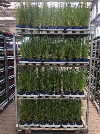 Cortaderia Selloana