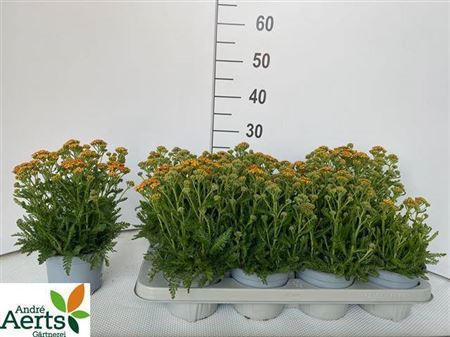 Achillea Millefolium Mixpaletten
