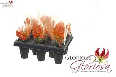 Gloriosa Exot Orange