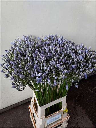 Agapanthus