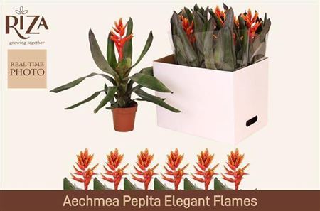 Aech Pe Elegant Flam