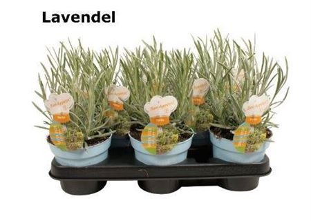 Laven Angustifolia