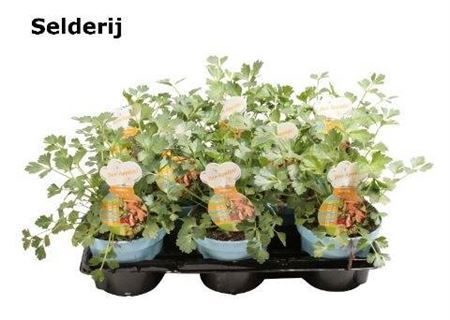 Apium Graveolens Celery