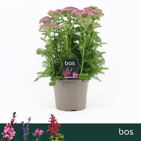 Achillea Mill Milly Rock Pink