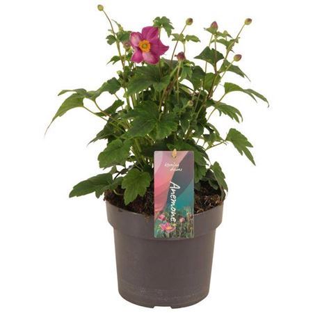 Anemone Hup Deep Rose