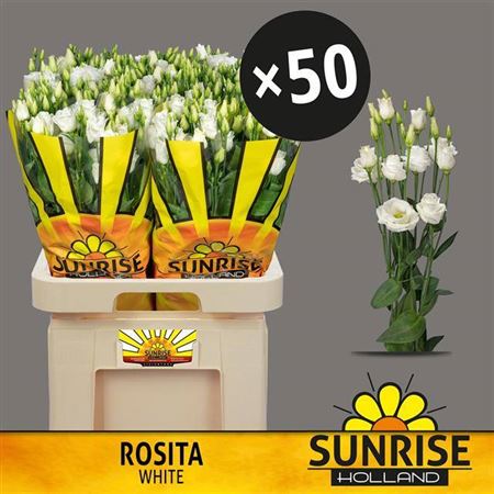 Eus G Rosi White