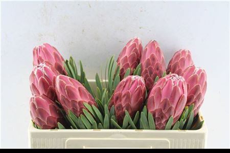 Protea Venus