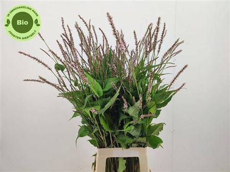Persicaria Light Pink