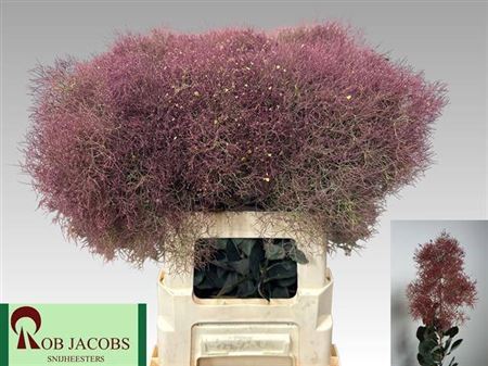 Cotinus C Mag Red Torch