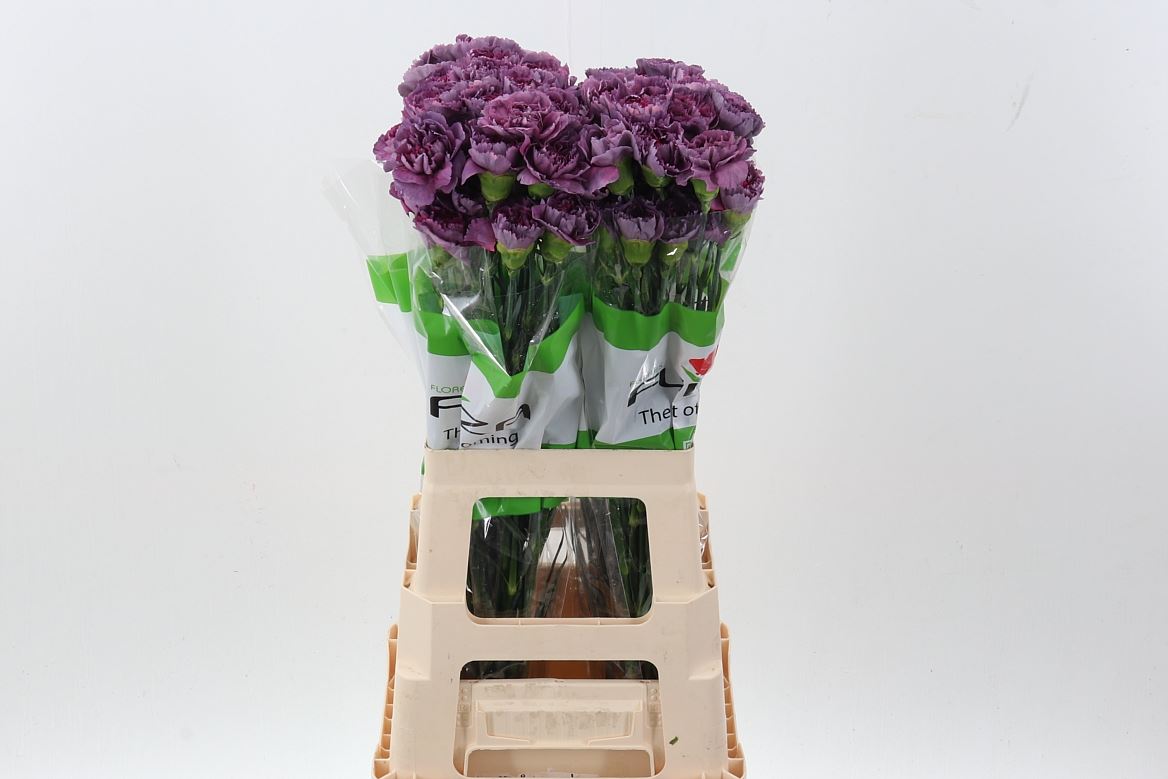 Dianthus St Hypnosis 70cm