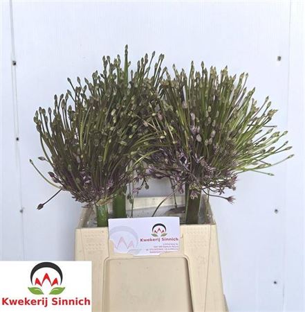 Allium Schubertii