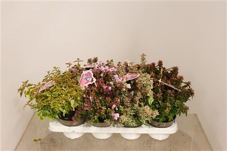 Abelia X Grandiflora Mixpalette