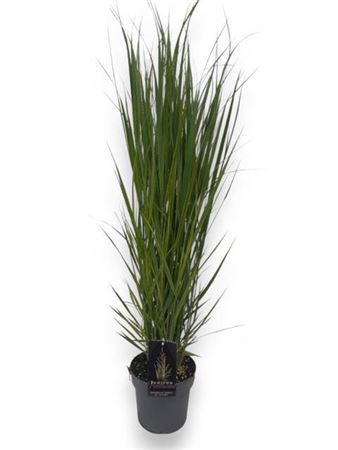 Panicum Virgatum Northwind C3