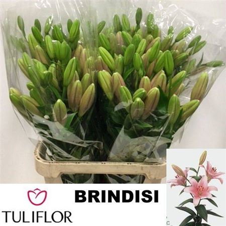 Li La Brindisi