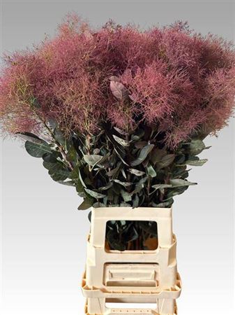 Cotinus C Mag Red Torch