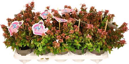Abelia X Grandiflora Little Lady