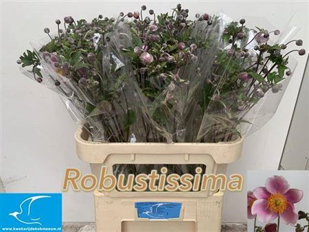 Anem Light Pink