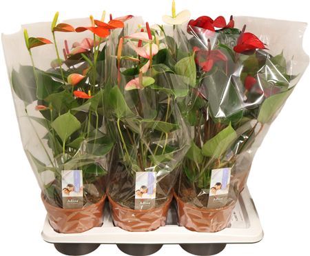 Anthu A Mixed 5 Colors