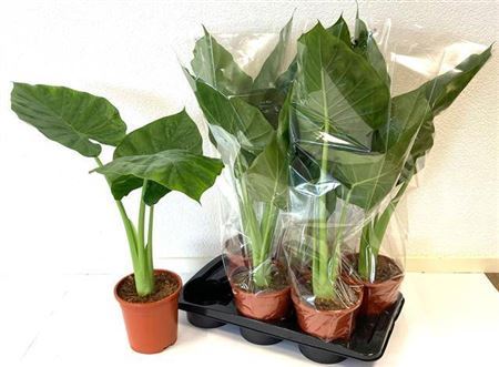 Alocasia Macrorrhizos