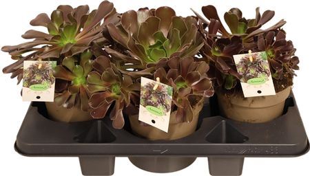 Aeonium Arborescens