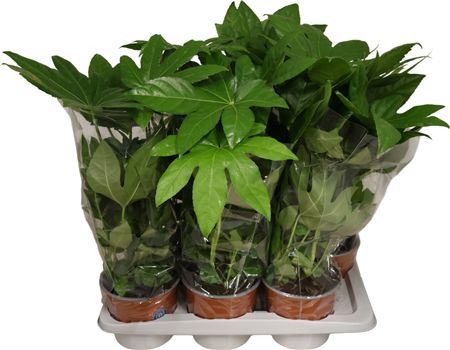 Fatsia Japonica