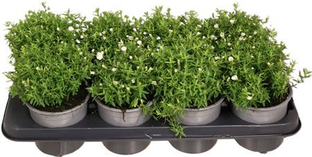Arenaria Montana Summer White Aren Summer White