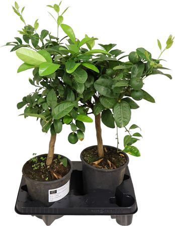 Citrus Limonia Rossa Stam