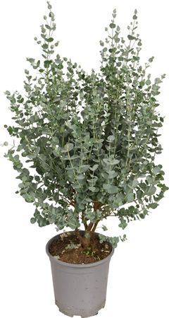 Eucalyptus Gunnii Bush