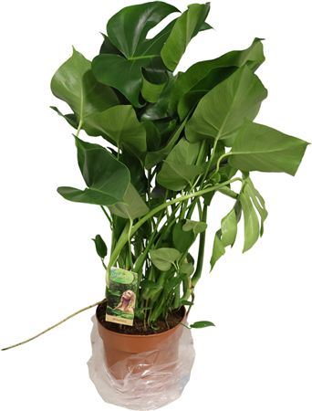 Monstera Deliciosa
