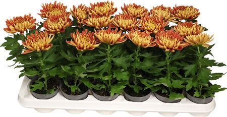 Chrys Cosmo Bronze