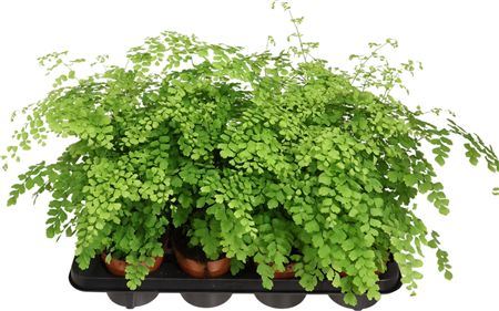 Adiantum Fragrans