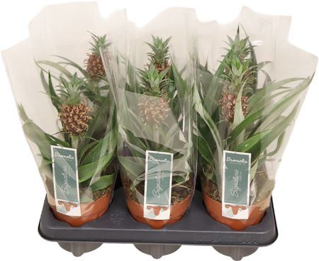 Ananas Rosita