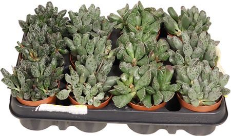 Adromischus Gemengd