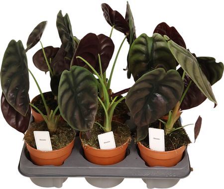Alocasia Red Secret