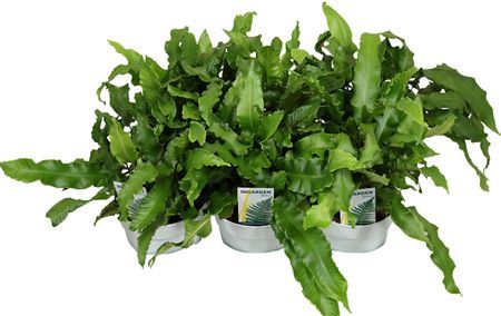 Asplenium Scolopendrium