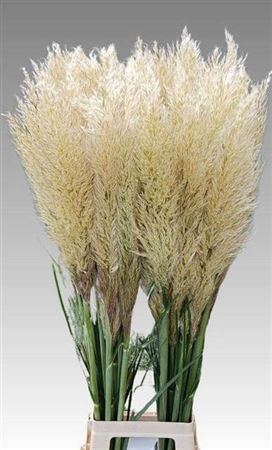 Cortaderia S Evita