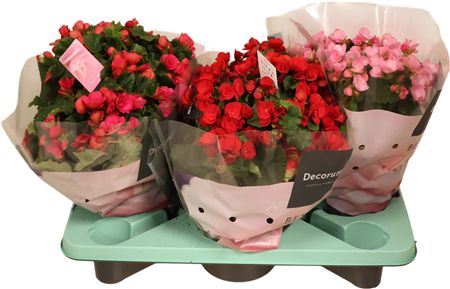 Begonia Betulia Mix Decorum 19 Cm
