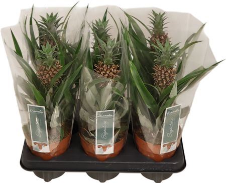 Ananas Rosita