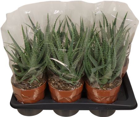 Aloe Arborescens