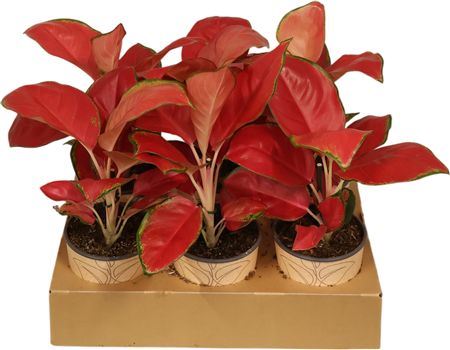 Aglaonema China Red