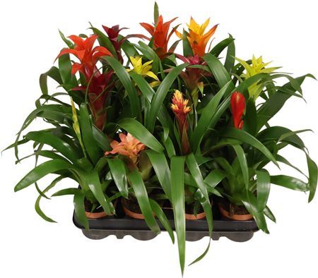 Brom Gemengd Exclusieve