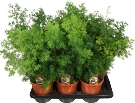 Asparagus Umbellatus